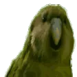 RarestParrot