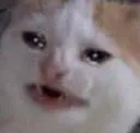 Crying_cat