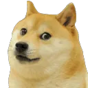 DogeStareGif