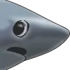 sharkconcern sharkconcern