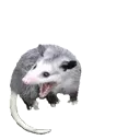 ScremIntensifies
