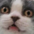 CatStare