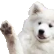 WavingBOYE