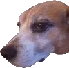 doggo