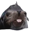 SealDumb