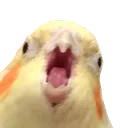 screm screm