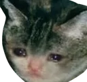 Sad_catljkl