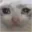 sadcat