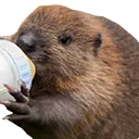 ShakBeaver