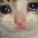cryingcat