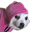 IntrusiveDoggo