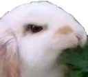 angrybunny