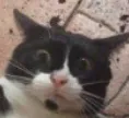 Cat_help Cat_help