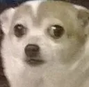 dogo dogo
