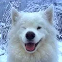 doggo
