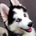 woofo