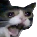 noo