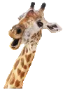 giraffepanic