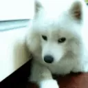fluffo fluffo