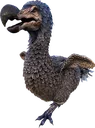 dodo dodo