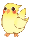 birdconga1