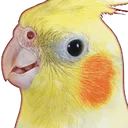 birdreal