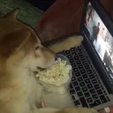 watcho