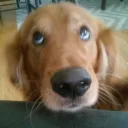 doggoboi doggoboi