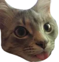 taterblep
