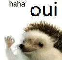 hahaoui