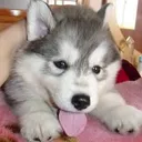 puppo puppo