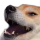 dogkek dogkek