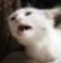 catinpain