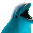 RareDolphin