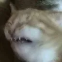 kcat