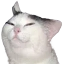 smug_cat smug_cat