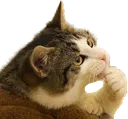 thinkingcat thinkingcat