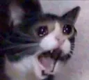 sadcat