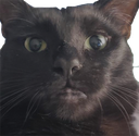 twinkleshook Discord emoji