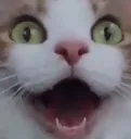 catwow
