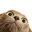 ninjySNIF