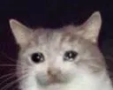 sadboi