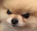 angery angery