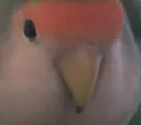 piphachi