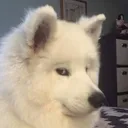 annoyo annoyo