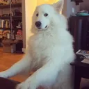 looko