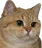 :chat: chat