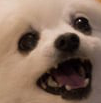:rustyW: Discord Emote