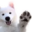 dogeWave