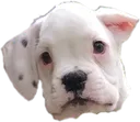 pupper pupper
